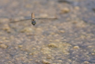 Orthetrum brunneum